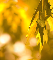 Image showing Autumn leaves, plants and closeup on trees during the seasons, change and ecology in garden. Nature growth, color and calm scenery of a leaf on a tree during fall in the woods, park or backyard