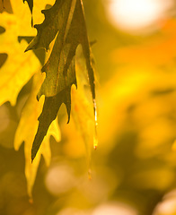 Image showing Autumn leaves, environment and closeup on ecology during the seasons, change and trees in garden. Nature growth, color and calm scenery of a leaf on a tree during fall in the woods, park or backyard