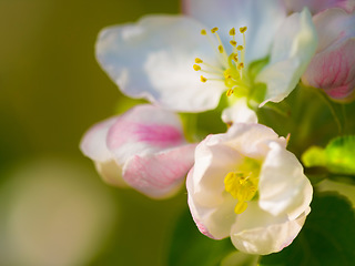 Image showing Flowers, spring closeup and nature in a garden with green plants, leaves growth and plum tree flower. Fresh, leaf and gardening plant with floral and sustainability of botanical vegetation outdoor