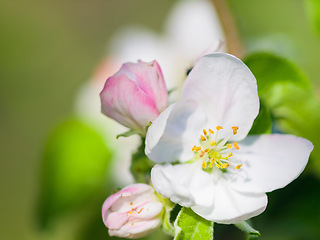 Image showing Flowers, nature closeup and bloom in a garden with green plants, leaves growth and plum tree flower. Spring, leaf and gardening plant with floral and sustainability of botanical vegetation outdoor