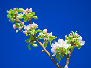 Image showing Flowers, spring and blue sky in a garden with green plants, leaves growth and plum tree flower. Fresh, leaf and gardening plant with floral and sustainability of botanical vegetation outdoor