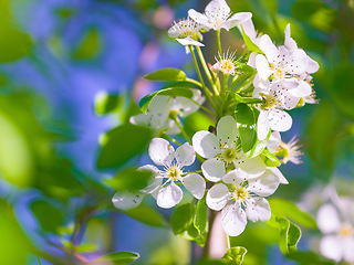 Image showing Flowers, spring bush and blue sky in a garden with green plants, leaves growth and plum tree flower. Nature, leaf and gardening plant with floral and sustainability of botanical vegetation outdoor