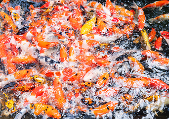 Image showing School of koi fish