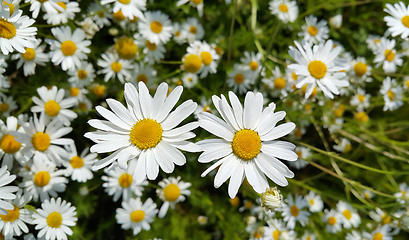 Image showing Beautiful daisies in a summer field