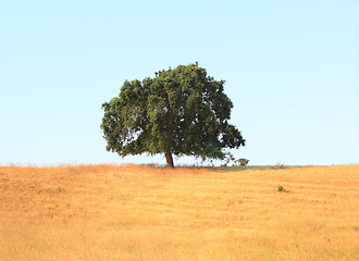 Image showing Single tree