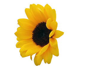 Image showing Sunflower head
