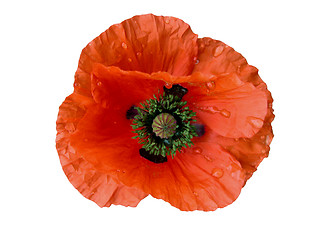 Image showing Wet Poppy-design element