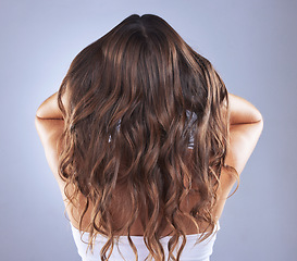 Image showing Woman, beauty and hair in studio for curls, growth and healthy shine on blue background. Aesthetic female model back for haircare, self care and cosmetic results for salon or hairdresser treatment