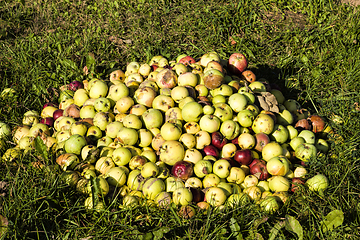 Image showing a pile of spoiled old rotting apples