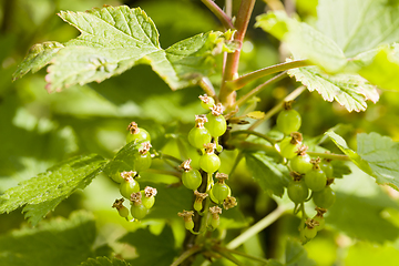 Image showing beautiful green currant