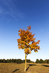 Image showing leaves in the autumn