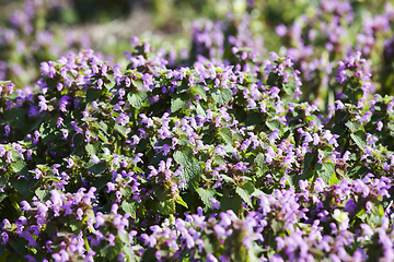 Image showing wild flowers