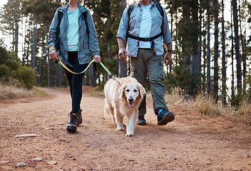 Image showing Forrest, nature and old couple walking dog on path in mountain in Australia for fitness and exercise. Travel, man and woman on hike with Labrador pet, love and health on retirement holiday adventure.