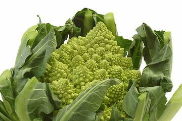 Image showing Romanesco_3