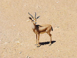 Image showing Gazelle