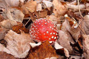 Image showing mushroom and leafs