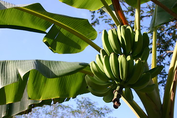 Image showing Bananas