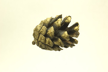 Image showing Pine