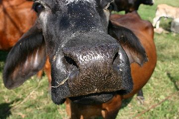 Image showing Nosy cow