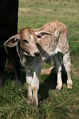 Image showing Calf