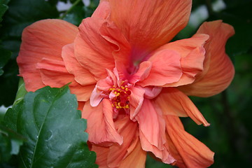 Image showing Exotic flower