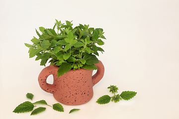 Image showing Lemon Balm Herb Herbal Medicine  