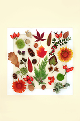 Image showing Autumn Leaves Flowers Nuts Berry Fruit Background Border