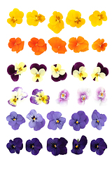 Image showing Pansy Flowers Large Collection of Flower Heads