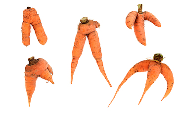 Image showing Forked and Deformed Carrot Vegetables