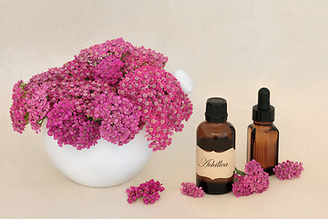 Image showing Achillea Flowers for Natural Herbal Medicine