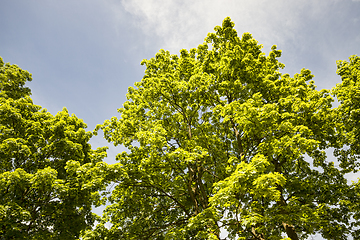 Image showing trees in spring