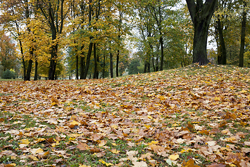 Image showing maple leaves