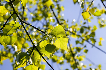 Image showing birch leaves