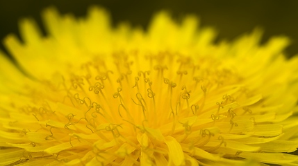 Image showing yellow beautiful dandelions