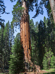 Image showing Sequoia National Park