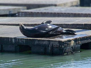 Image showing sea lion in San Francisco