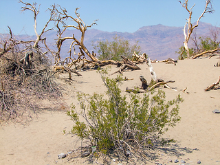 Image showing Death Valley National Park