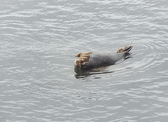 Image showing seal in California