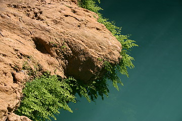 Image showing Vegetation