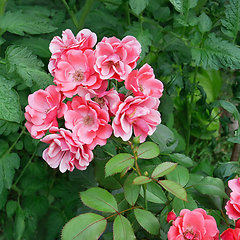 Image showing Pink color rose flowers on the background of the big green tomat