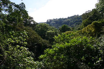 Image showing Tropical rainforest