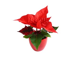 Image showing Poinsettia