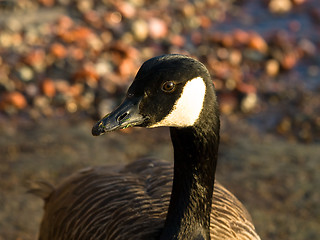 Image showing canada goose