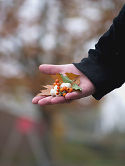 Image showing Human hand offering natural gift