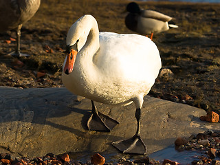 Image showing swan