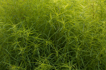 Image showing green plant