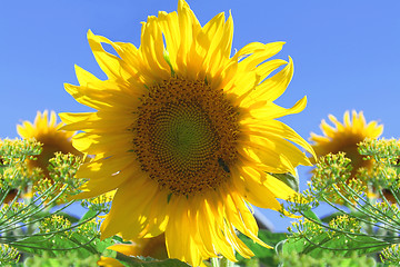 Image showing sunflower