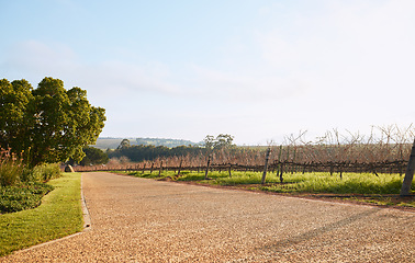 Image showing Vineyard landscape, farm and street in nature with sky background, mockup space and environment. Road, outdoor and summer in countryside, farm and growth with sustainability, development and mock up