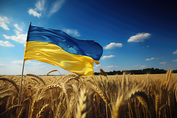 Image showing Flag of Ukraine in wheat field