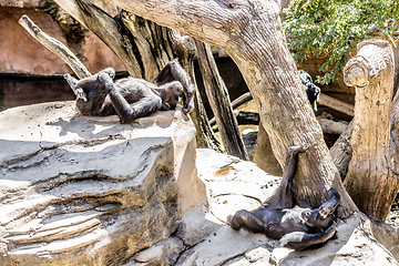 Image showing Siesta time. Chimpanzee lying on the rocks, relaxing and sunbathing in humal like pose, ignoring zoo visitors, not giving a fuck